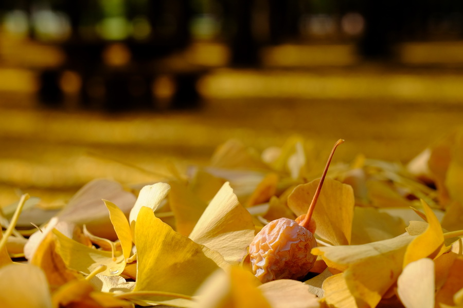 Fujifilm Fujinon XF 16-55mm f/2.8 R LM WR Lens by  in  - EC MALL