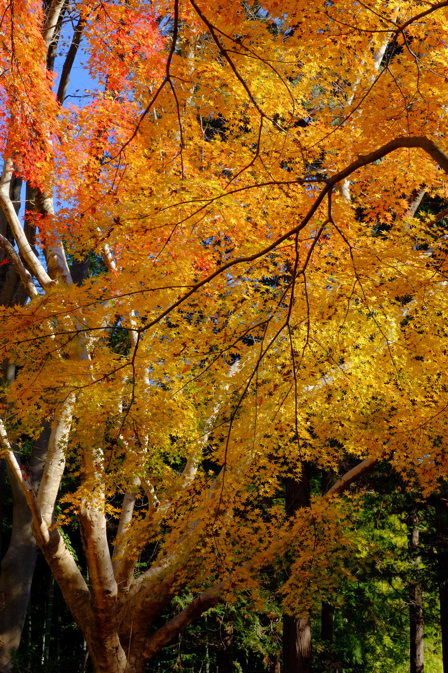 Fujifilm Fujinon XF 16-55mm f/2.8 R LM WR Lens by  in  - EC MALL