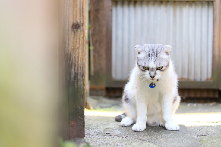 Canon EF 50mm f/1.8 STM by  in  - EC MALL