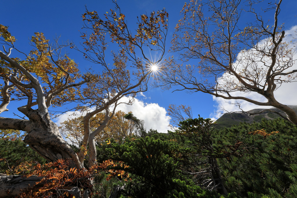 Canon EF 11-24mm f/4L USM by  in  - EC MALL