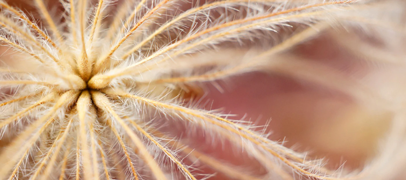 Sony E 30mm f/3.5 Macro Lens by  in  - EC MALL