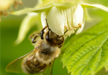 Olympus M. Zuiko Digital ED 12-40mm f/2.8 PRO by  in  - EC MALL