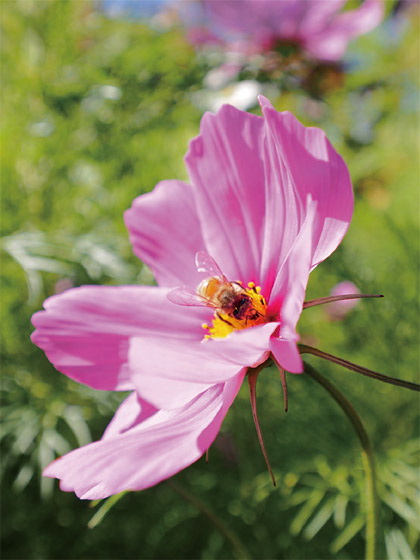 Olympus M.ZUIKO Digital ED 7-14mm f/2.8 PRO Lens by  in  - EC MALL