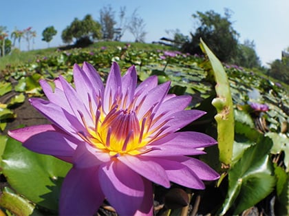 Olympus M.ZUIKO Digital ED 8mm f/1.8 Fisheye PRO by  in  - EC MALL