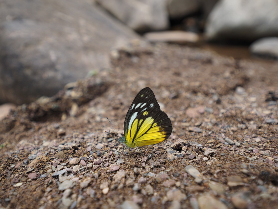 Olympus M.ZUIKO Digital ED 7-14mm f/2.8 PRO Lens by  in  - EC MALL