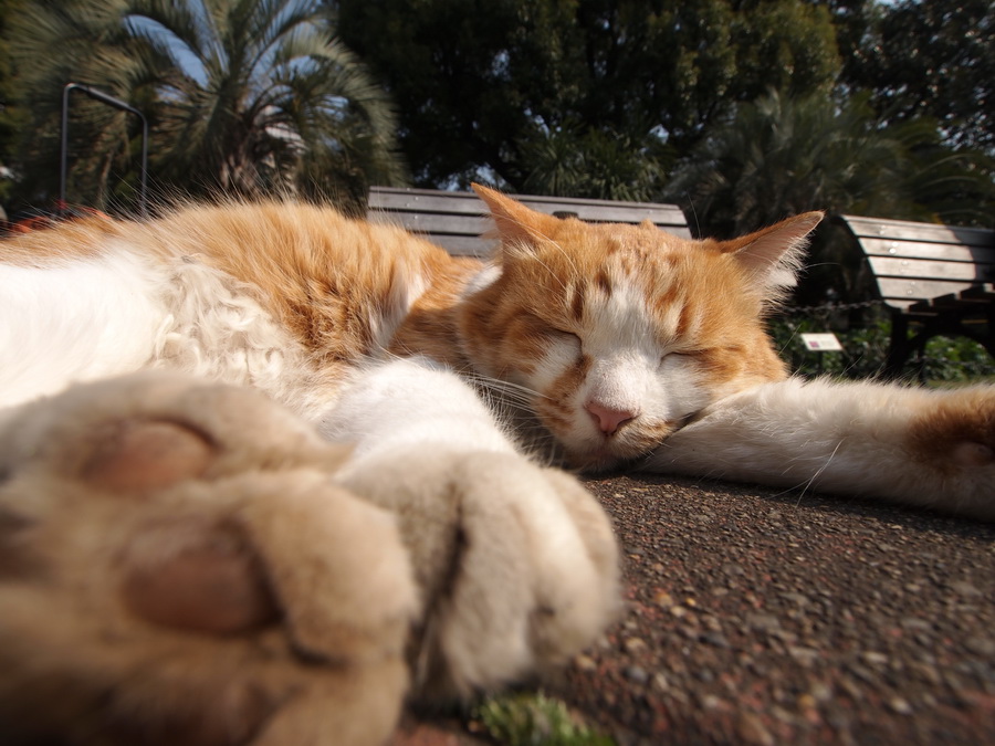 Olympus M.Zuiko Digital ED 9-18mm f/4.0-5.6 by  in  - EC MALL