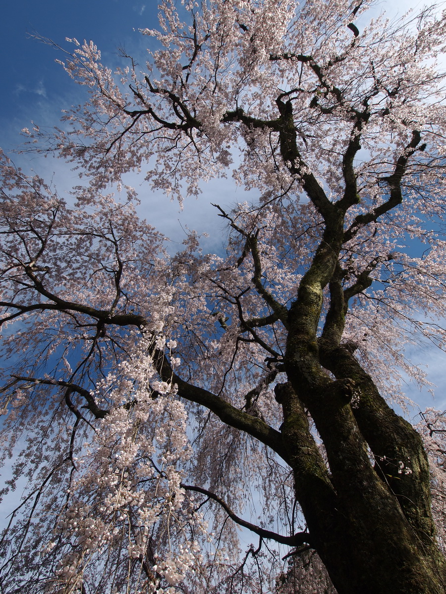 Olympus M.Zuiko Digital ED 9-18mm f/4.0-5.6 by  in  - EC MALL