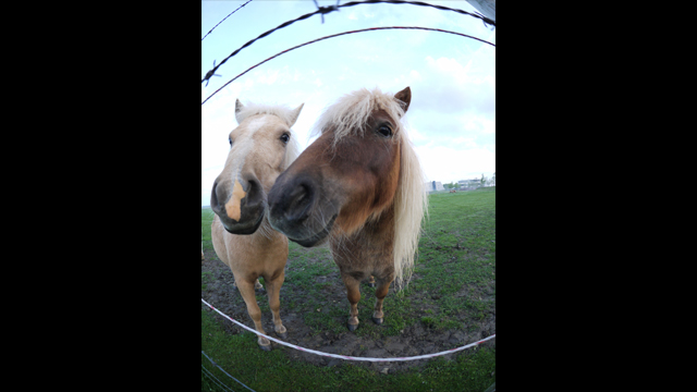 Panasonic Lumix G 8mm f/3.5 Fisheye by  in  - EC MALL
