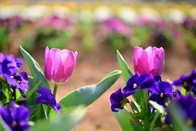 Sigma 30mm f/1.4 DC DN Contemporary Lens by  in  - EC MALL