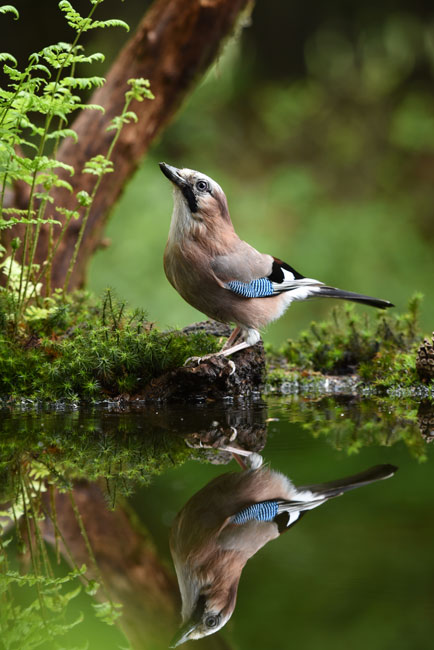 Nikon AF-S NIKKOR 200-500mm f/5.6E ED VR by  in  - EC MALL