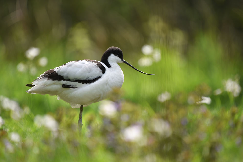 Nikon AF-S NIKKOR 200-500mm f/5.6E ED VR by  in  - EC MALL