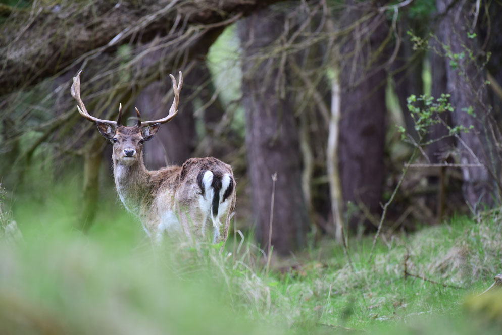 Nikon AF-S NIKKOR 200-500mm f/5.6E ED VR by  in  - EC MALL