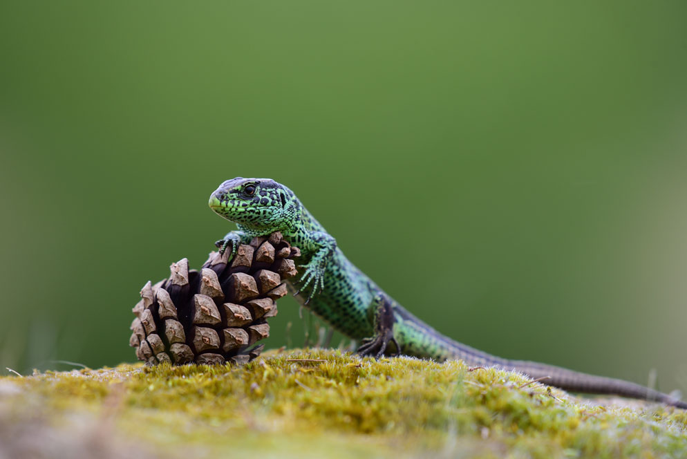 Nikon AF-S NIKKOR 200-500mm f/5.6E ED VR by  in  - EC MALL