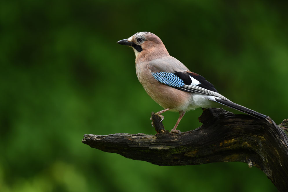 Nikon AF-S NIKKOR 200-500mm f/5.6E ED VR by  in  - EC MALL