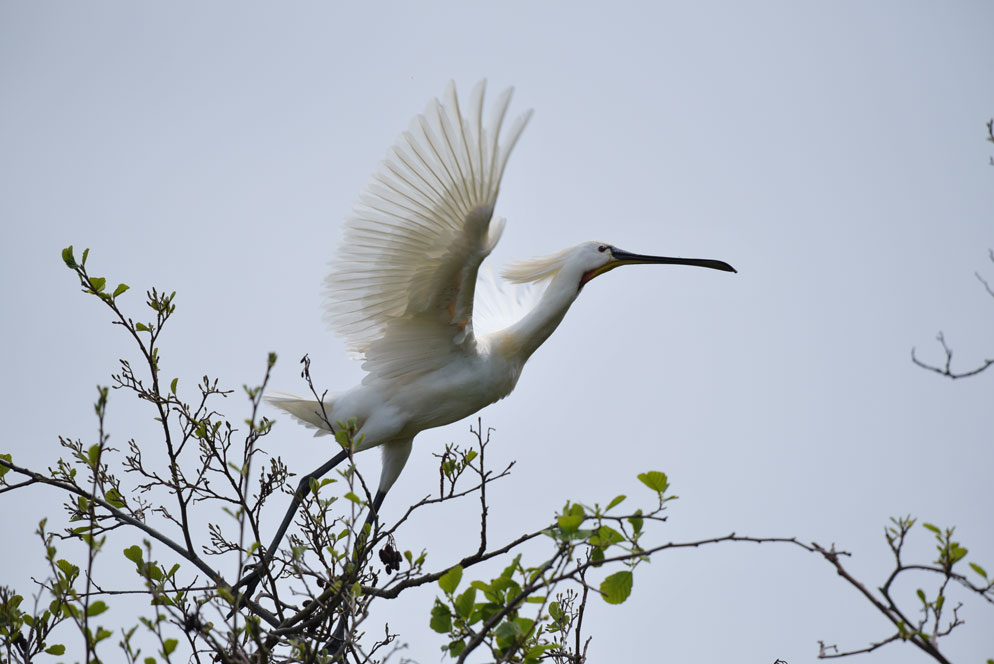 Nikon AF-S NIKKOR 200-500mm f/5.6E ED VR by  in  - EC MALL