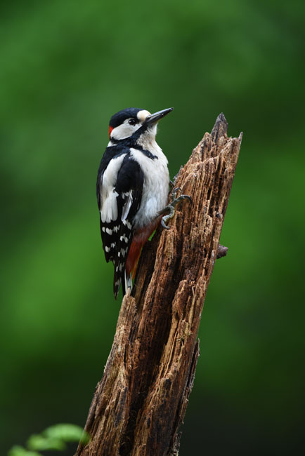 Nikon AF-S NIKKOR 200-500mm f/5.6E ED VR by  in  - EC MALL