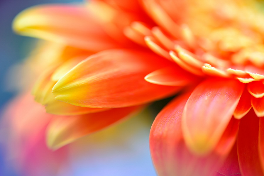 Tamron SP 90mm f/2.8 Di VC USD (F017) (สินค้าขาดชั่วคราว เช็คสินค้าก่อนสั่งซื้อ) by  in  - EC MALL