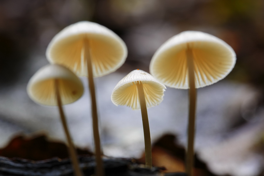 Tamron SP 90mm f/2.8 Di VC USD (F017) (สินค้าขาดชั่วคราว เช็คสินค้าก่อนสั่งซื้อ) by  in  - EC MALL