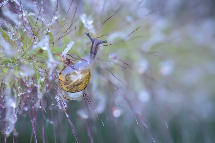 Tamron SP 90mm f/2.8 Di VC USD (F017) (สินค้าขาดชั่วคราว เช็คสินค้าก่อนสั่งซื้อ) by  in  - EC MALL
