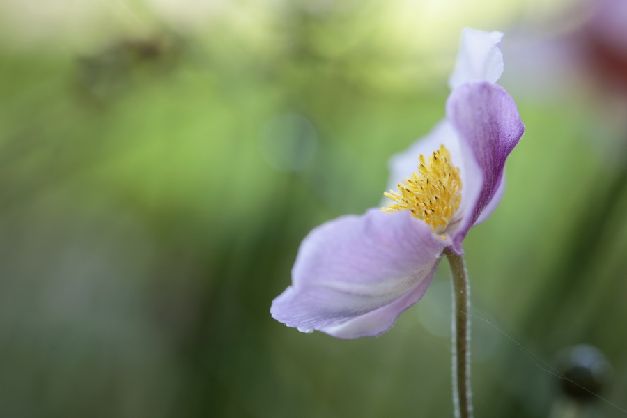 Tamron SP 90mm f/2.8 Di VC USD (F017) (สินค้าขาดชั่วคราว เช็คสินค้าก่อนสั่งซื้อ) by  in  - EC MALL