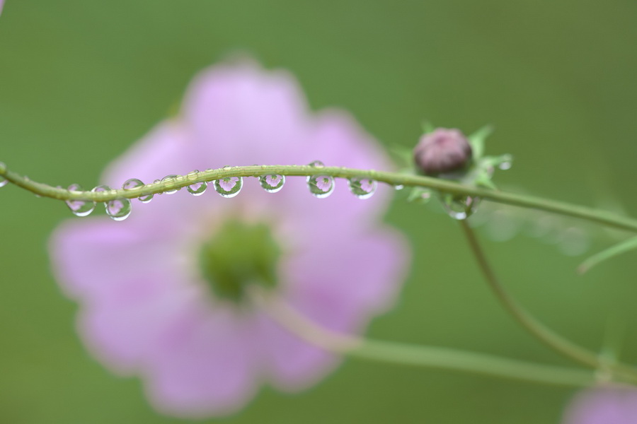 Tamron SP 90mm f/2.8 Di VC USD (F017) (สินค้าขาดชั่วคราว เช็คสินค้าก่อนสั่งซื้อ) by  in  - EC MALL