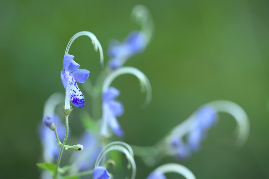 Tamron SP 90mm f/2.8 Di VC USD (F017) (สินค้าขาดชั่วคราว เช็คสินค้าก่อนสั่งซื้อ) by  in  - EC MALL