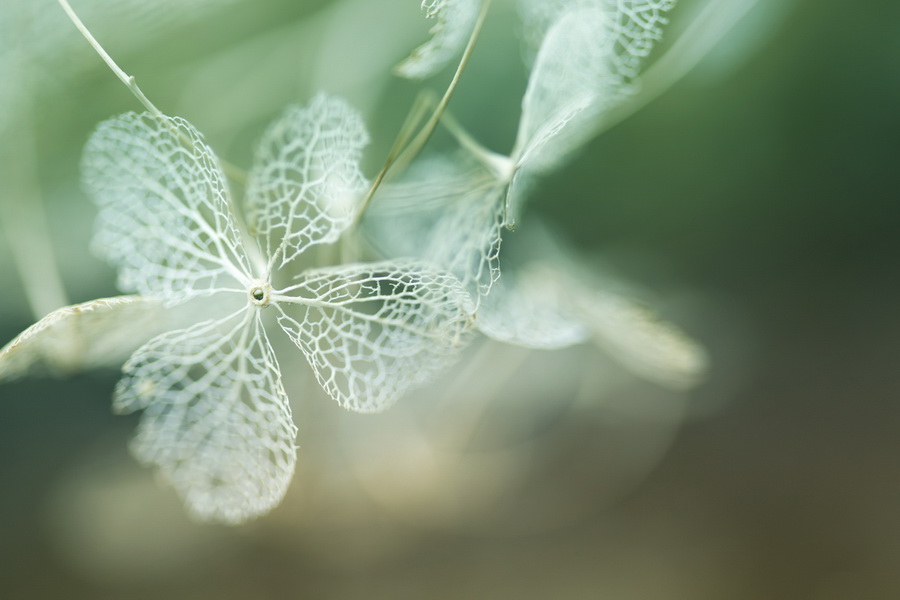 Tamron SP 90mm f/2.8 Di VC USD (F017) (สินค้าขาดชั่วคราว เช็คสินค้าก่อนสั่งซื้อ) by  in  - EC MALL