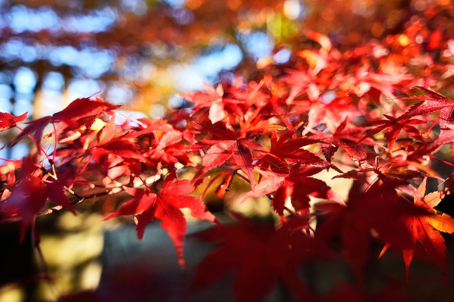 Tokina AT-X 14-20mm f/2 PRO DX by  in  - EC MALL