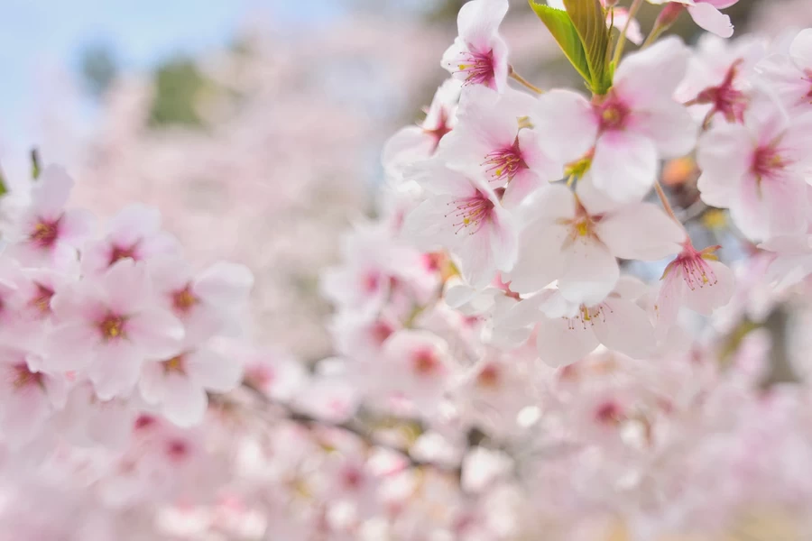 Tokina AT-X 14-20mm f/2 PRO DX by  in  - EC MALL