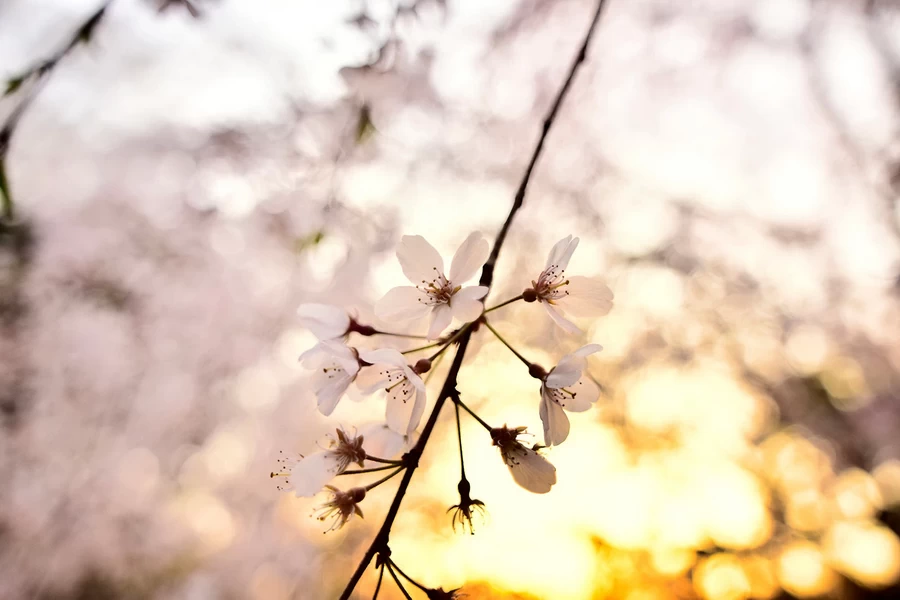 Tokina AT-X 14-20mm f/2 PRO DX by  in  - EC MALL