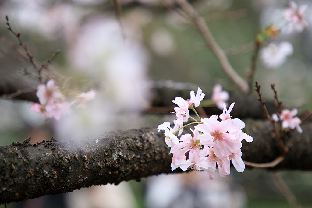 Canon EF 24-105mm f/4L IS II USM Lens by  in  - EC MALL