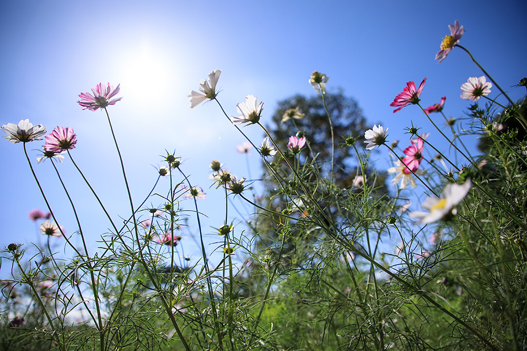 Canon EF 24-105mm f/4L IS II USM Lens by  in  - EC MALL