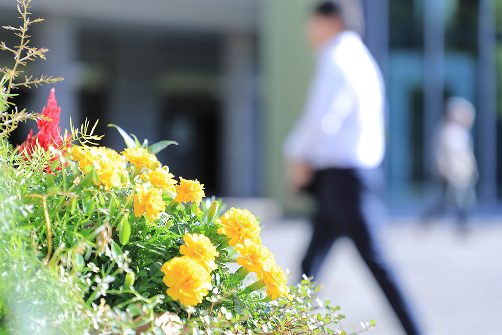 Canon EF 24-105mm f/4L IS II USM Lens by  in  - EC MALL