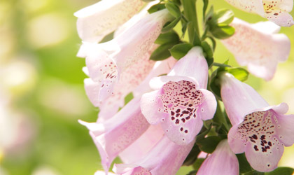 Olympus M.Zuiko Digital ED 14-150mm f/4.0-5.6 II by  in  - EC MALL