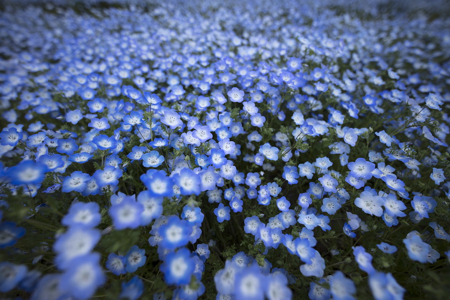 Sigma 14mm f/1.8 DG HSM (A) by  in  - EC MALL