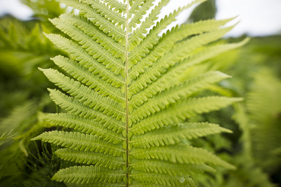 Sigma 14mm f/1.8 DG HSM (A) by  in  - EC MALL