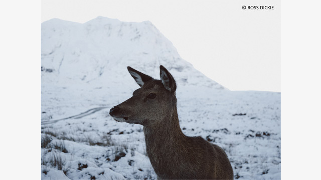 Panasonic Leica DG Vario-Elmarit 12-60mm f/2.8-4 ASPH. POWER O.I.S. by  in  - EC MALL