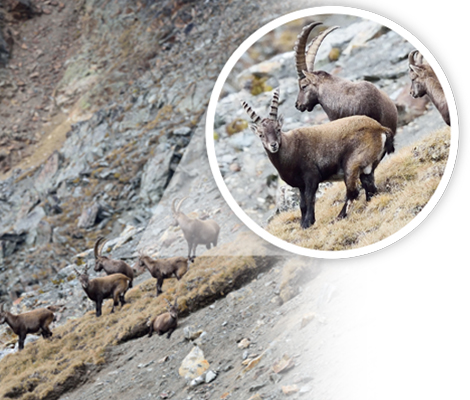 Nikon AF-S NIKKOR 300mm f/4E PF ED VR by  in  - EC MALL