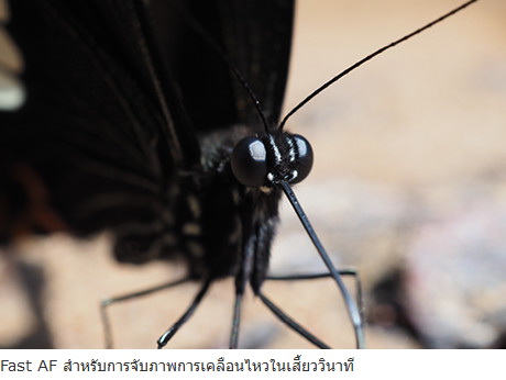 Olympus M.Zuiko Digital ED 30mm f/3.5 Macro by in - EC MALL