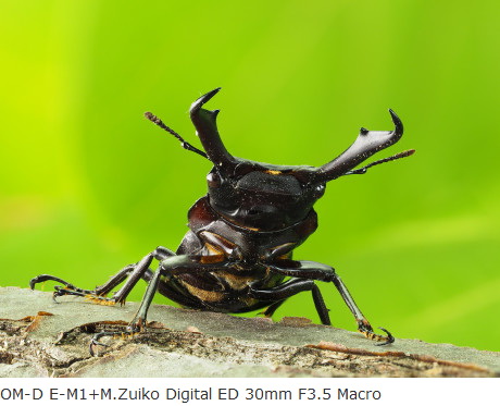 Olympus M.Zuiko Digital ED 30mm f/3.5 Macro by  in  - EC MALL