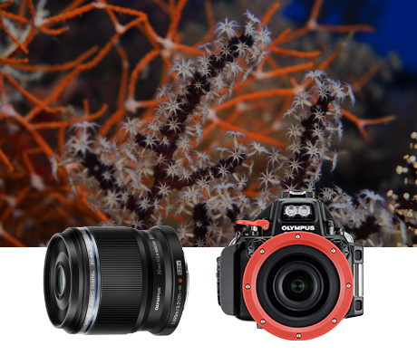 Olympus M.Zuiko Digital ED 30mm f/3.5 Macro by  in  - EC MALL