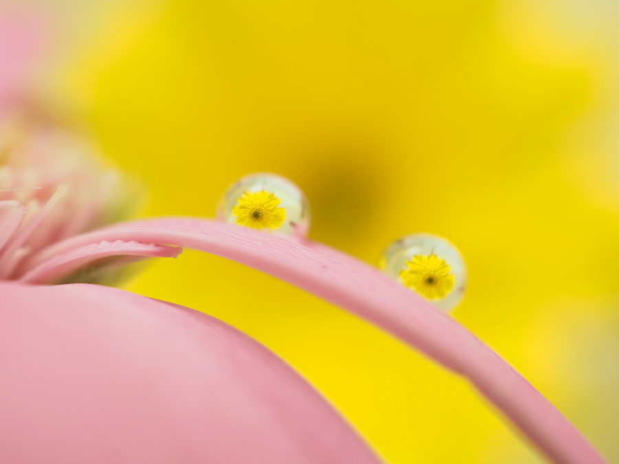 Olympus M.Zuiko Digital ED 30mm f/3.5 Macro by  in  - EC MALL