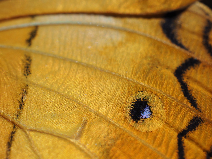 Olympus M.Zuiko Digital ED 30mm f/3.5 Macro by  in  - EC MALL