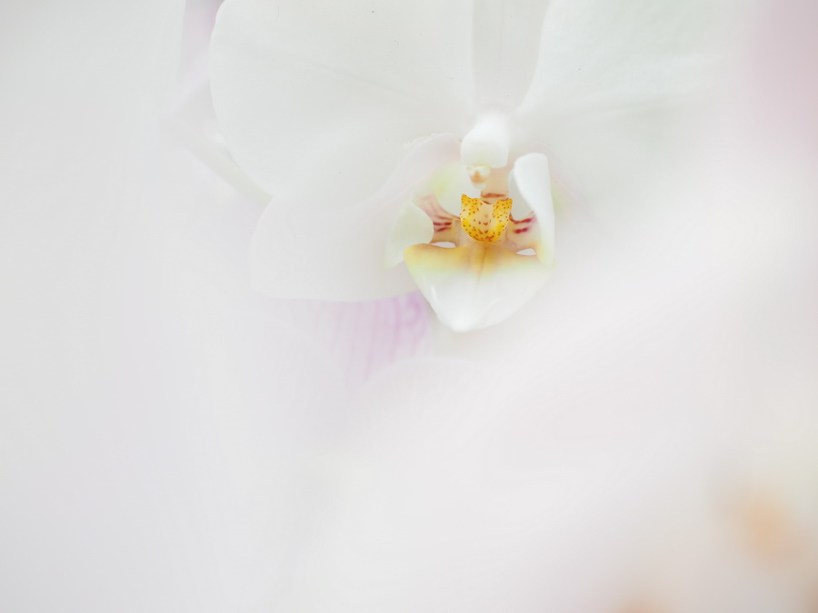 Olympus M.Zuiko Digital ED 30mm f/3.5 Macro by  in  - EC MALL