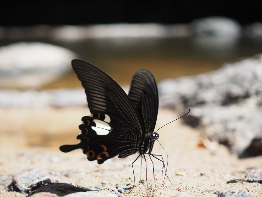 Olympus M.Zuiko Digital ED 30mm f/3.5 Macro by  in  - EC MALL