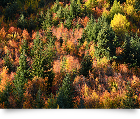 Nikon D850 Full-Frame Camera by  in  - EC MALL