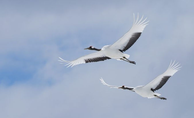 Sony FE 100-400mm f/4.5-5.6 GM OSS by  in  - EC MALL