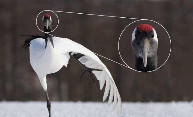 Sony FE 100-400mm f/4.5-5.6 GM OSS by  in  - EC MALL