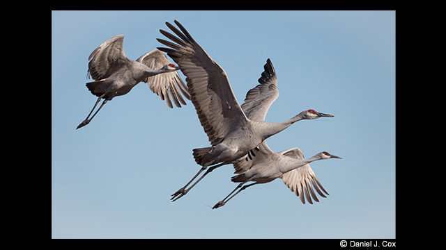 Panasonic Leica DG Vario-Elmar 100-400mm f/4.0-6.3 ASPH. Power O.I.S Lens by  in  - EC MALL