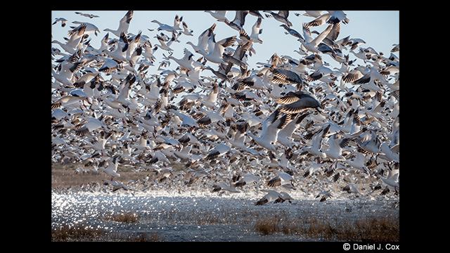 Panasonic Leica DG Vario-Elmar 100-400mm f/4.0-6.3 ASPH. Power O.I.S Lens by  in  - EC MALL